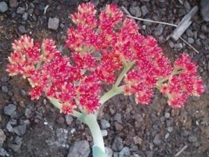 A Crassula 'Airplane Plant' 6" Pot with red flowers in the ground.