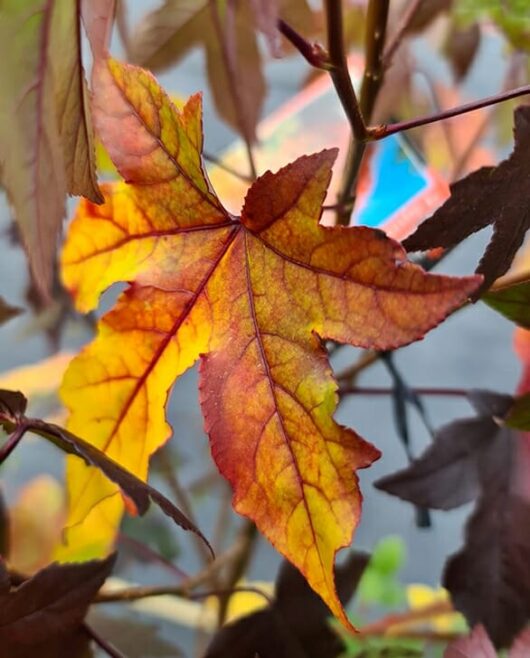 Hello Hello plants nursery melbourne victoria australia LIQUIDAMBAR STYRACIFLUA LIQUID AMBER SWEET GUM FOLIAGE