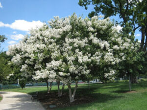 A Lagerstroemia 'Acoma' Crepe Myrtle 12" Pot with white flowers in a park.