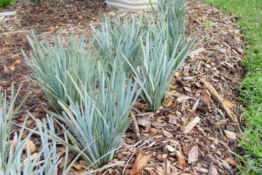 A group of Lomandra 'Blue Ridge™' 6" Pot blue grasses, planted in a garden bed.