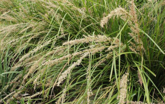 Lomandra 'Katrinus Deluxe' PBR with seed heads bending in a dense patch, presented in a 6" pot.