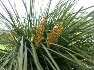 Close-up of a cluster of grass-like leaves with tall, thin, yellow-green flowers emerging from the center in a 6" pot, showcasing the natural beauty of Lomandra 'Nyalla®' 6" Pot.