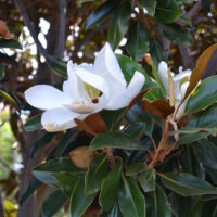 Magnolia "Little Gem"