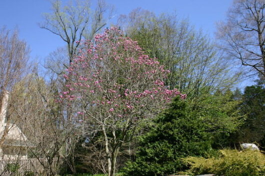 A Magnolia 'Susan' 6" Pot flowering tree in the middle of a yard.