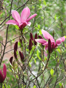 Pink Magnolia 'Susan' 6" Pot flowers on a tree in front of a brick building.