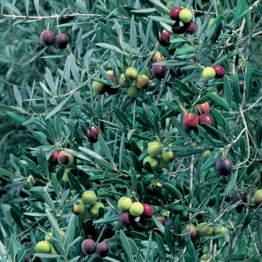 Olives at various stages of ripeness on the branches of an Olea 'Manzanillo' Olive 10" Pot tree, with shades of green, yellow, and purple against a backdrop of narrow leaves.