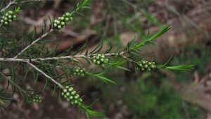 A close up of a Melaleuca 'Swamp Paperbark' Myrtle 10" Pot branch with small green buds.