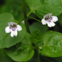 Mint 'Corsican'