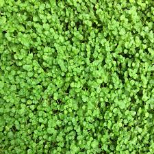 Close-up of dense, small green leaves creating a textured surface, reminiscent of Mint 'Corsican'.