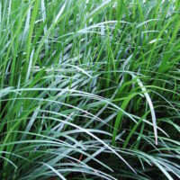 Tall Mondo Grass