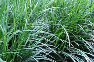 Tall Mondo Grass