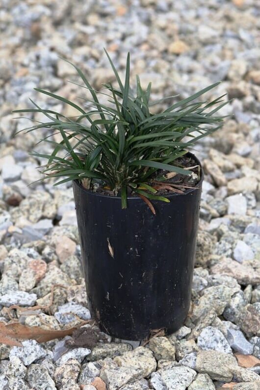 Ophiopogon 'Dwarf' Mondo Grass 3" Pot