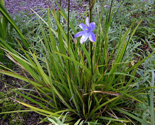 A Orthrosanthus 'Morning Iris/Flag' 6" Pot flower in a garden.