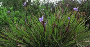 Patersonia 'Purple Flag/Native Iris' 6" Pot flowers are growing in a grassy area.