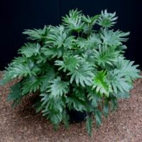 Philodendron 'Xanadu' 6" Pot