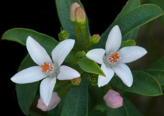 Philotheca 'Flower Girl' Waxflower