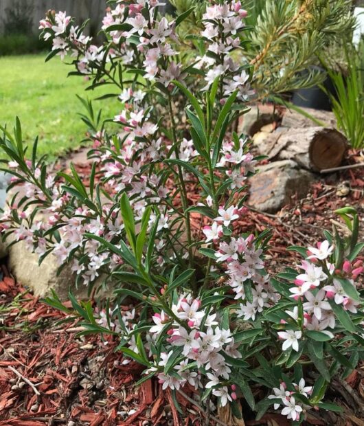 Philotheca 'Winter Rouge' Waxflower