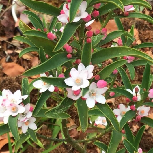 Philotheca 'Winter Rouge' Waxflower