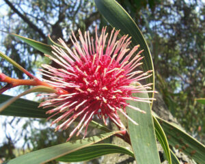 Hakea 'Pin-cushion Hakea' 7" Pot tree in the background.