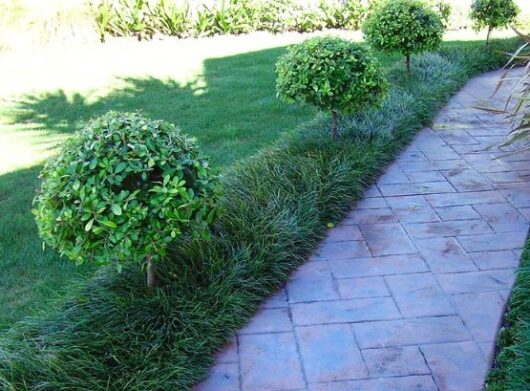 A landscaped garden pathway lined with trimmed shrubs and Ophiopogon 'Tall' Mondo Grass.