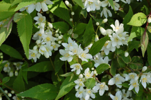 Deutzia gracilis 'Nikko' 6" Pot flowers on a bush with green leaves.