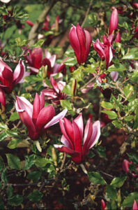 A Magnolia 'Nigra' 6" Pot tree with pink flowers.