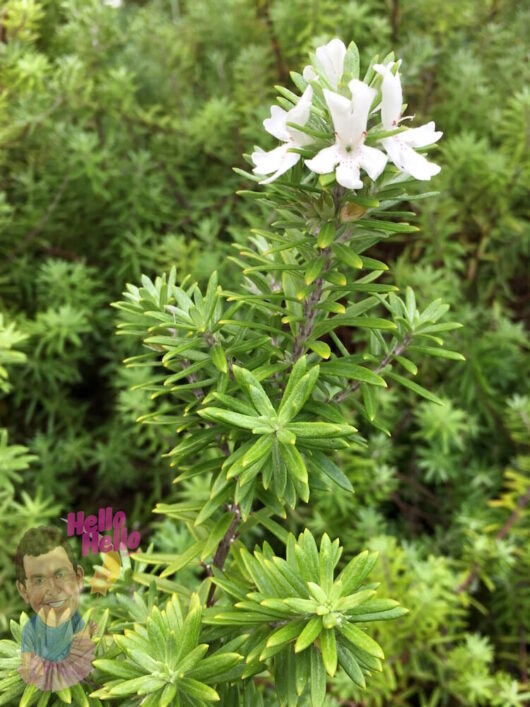 Coastal Rosemary