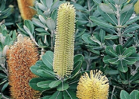 Yellow and orange Banksia 'Roller Coaster' flowers amid green leaves.