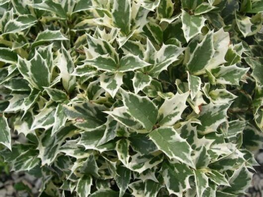 A Osmanthus 'Holly' Variegated 6" Pot with white and green leaves.