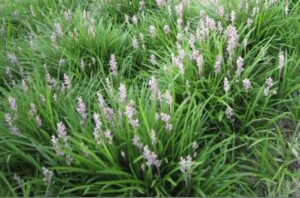 A field of Liriope muscari 'Isabella®' 6" Pot-colored flowers in the grass.