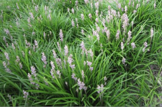 A field of Liriope muscari 'Isabella®' 6" Pot-colored flowers in the grass.