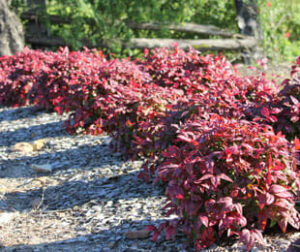 A group of Nandina 'Blush™' 6" Pot shrubs in a garden.