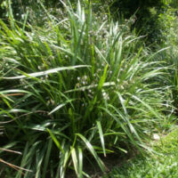 A garden with a lot of Dianella 'Breeze®' Flax Lily 6" Pot and shrubs.
