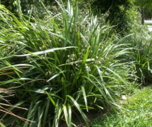 A garden with a lot of Dianella 'Breeze®' Flax Lily 6" Pot and shrubs.