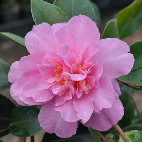 camellia marge miller