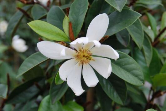 A Magnolia 'Cream Fairy' PBR 13" Pot flower on a tree with green leaves.