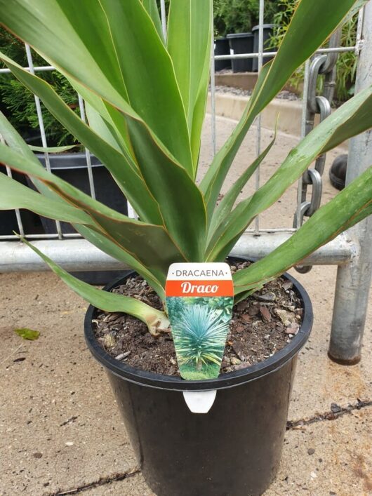 Dracaena 'Dragon's Blood Tree' 8" Pot, positioned against a metal fence background.