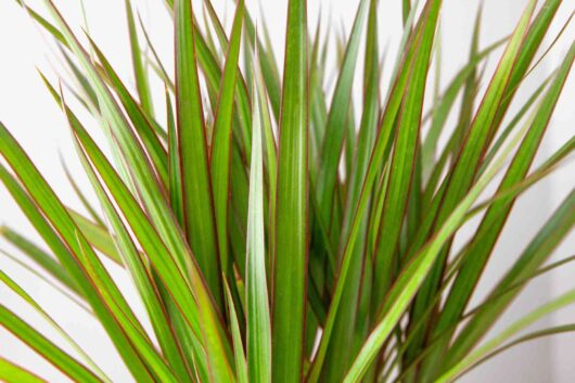 Close-up of a Dracaena 'Dragon Tree' 8" Pot with long, narrow leaves featuring subtle red striping, against a white background.