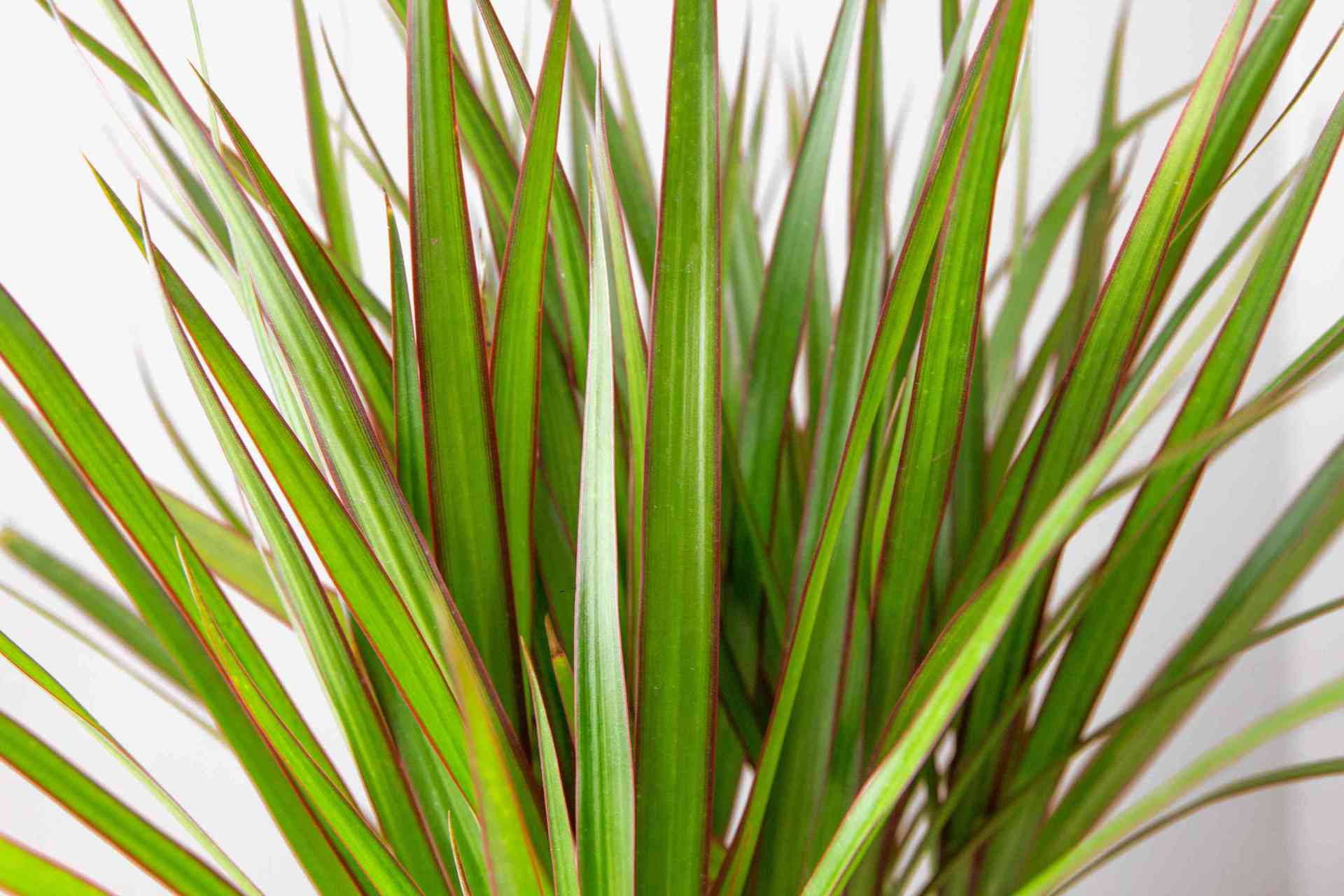 Close-up of a Dracaena 'Dragon Tree' 8" Pot with long, narrow leaves featuring subtle red striping, against a white background.