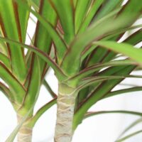 Close-up of a Dracaena 'Dragon Tree' in an 8" pot, showing its narrow, green leaves with red edges and textured trunk.