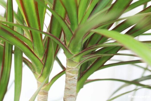 Close-up of a Dracaena 'Dragon Tree' in an 8" pot, showing its narrow, green leaves with red edges and textured trunk.