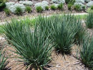 A group of Dianella 'Little Rev™' Flax Lily 6" Pot plants in a garden.