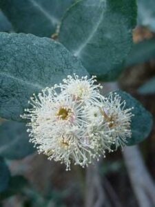 Eucalyptus crenulata 'Silver Gum' 12" Pot with white flowers and green leaves.