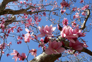 Magnolia - Deciduous - Hello Hello Plants & Garden Supplies