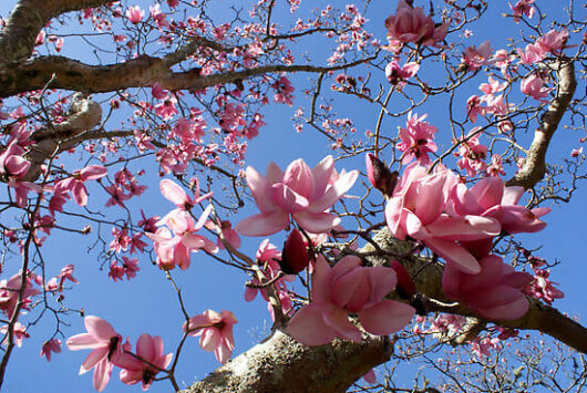 A Magnolia 'Campbellii' 12" Pot with pink flowers against a blue sky.