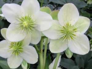 Three white Helleborus 'Ice Breaker Max' Hellebore 7" Pot flowers with green centers and prominent stamens, set against dark green foliage.