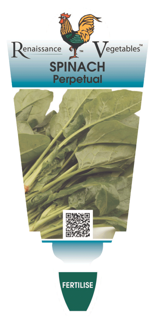 Spinach 'Perpetual' 4" Pot