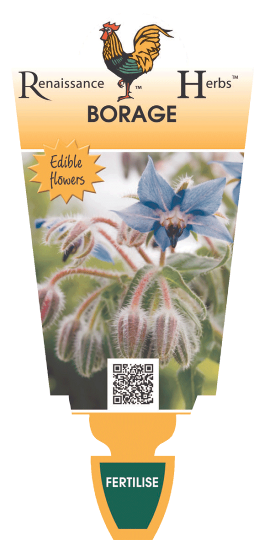 Borage Herb