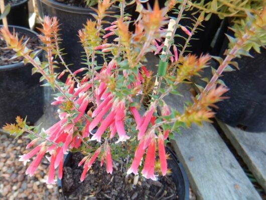 Epacris 'Pan Pipes' 6" Pot