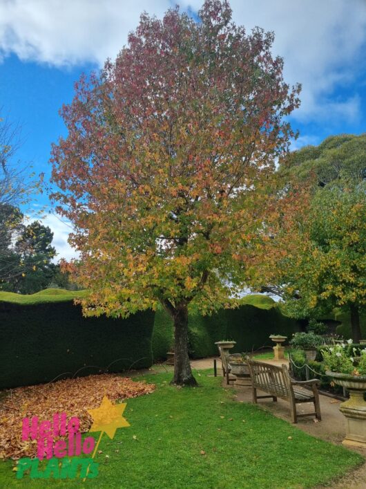 Liquidambar 'Sweetgum'